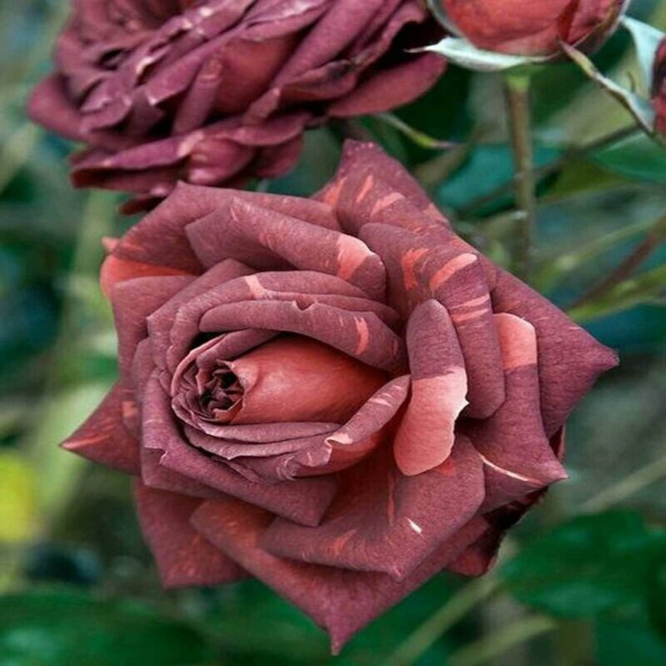 Роза чайно-гибридная Хартс