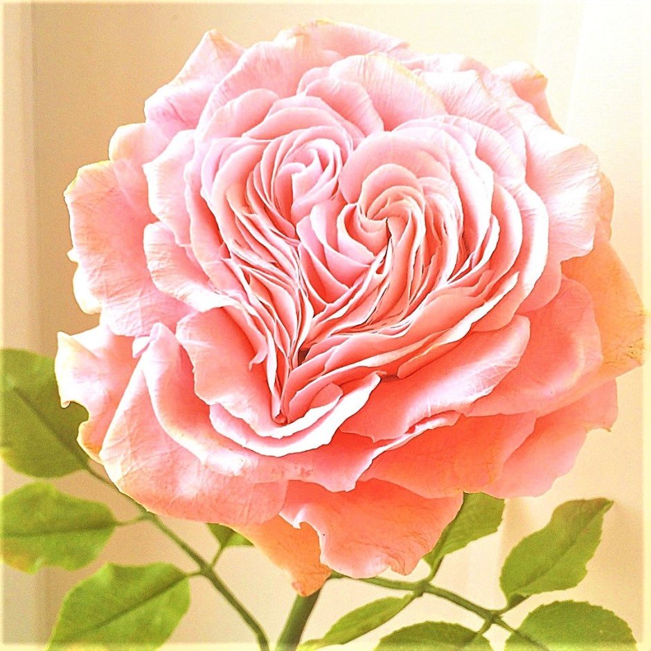 Пионовидная роза полимерная глина