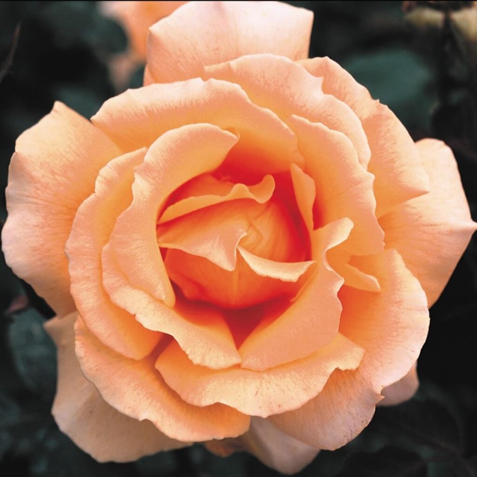 Роза чайно-гибридная эксплорер