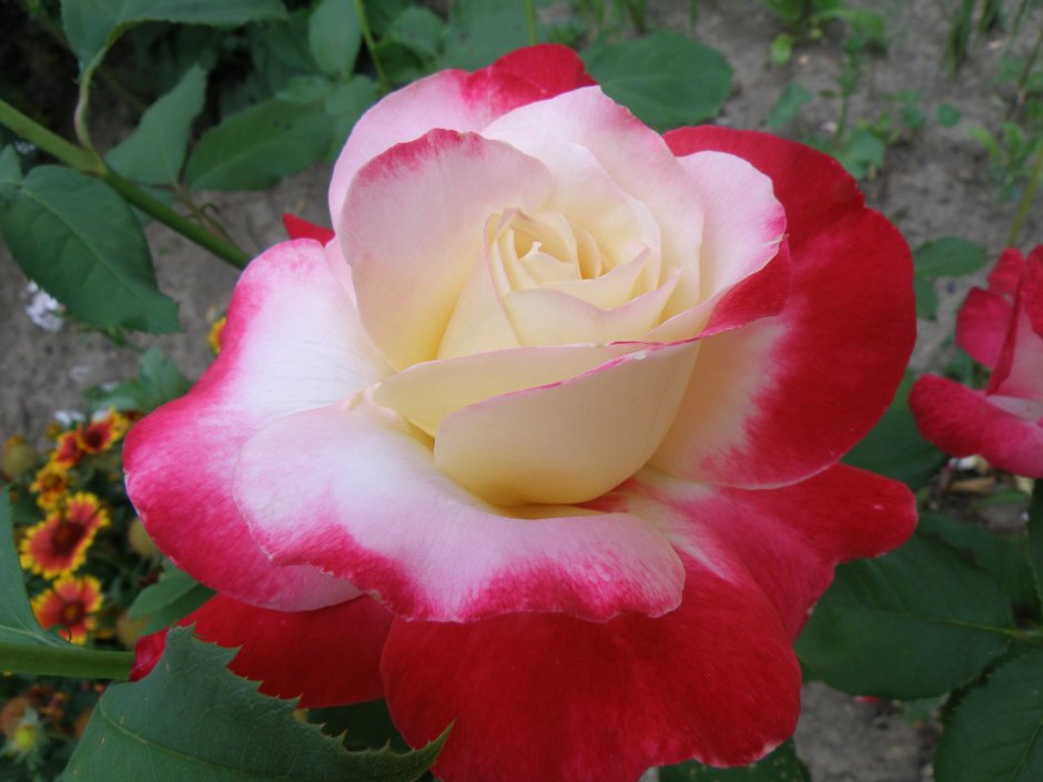Роза чайно-гибридная Metropolitan