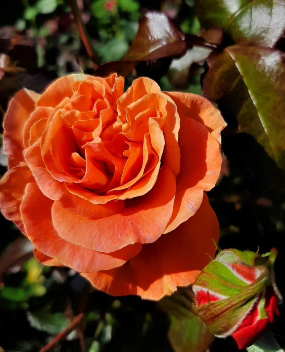Роза марвель чайно-гибридная
