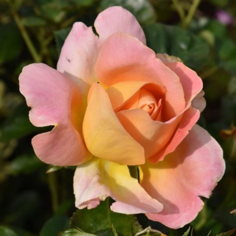 Роза чайно-гибридная Алпине Сансет