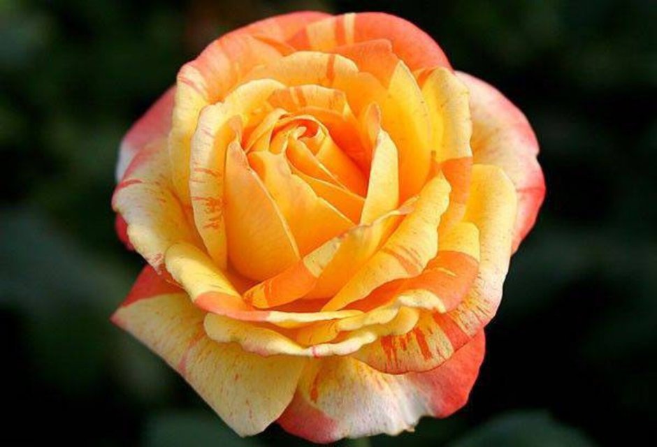 Роза шраб саммер Сонг