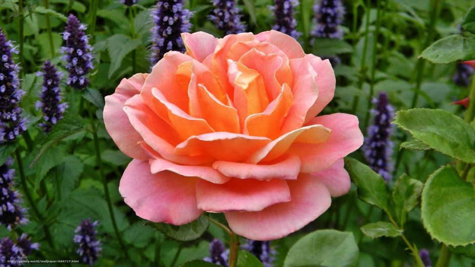 Роза чайно-гибридная Тропикал Сансет Марвел