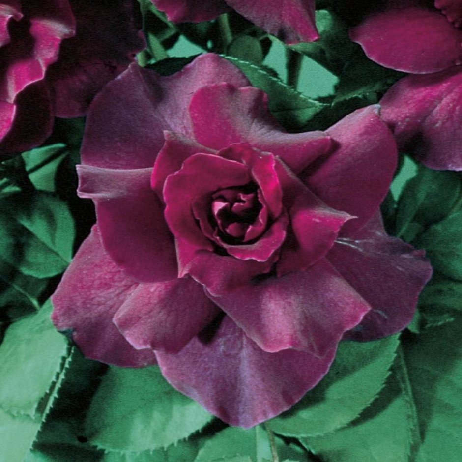 Роза Purple Fragrance