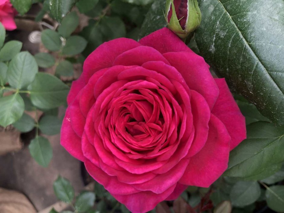 Роза чайно-гибридная Шакира