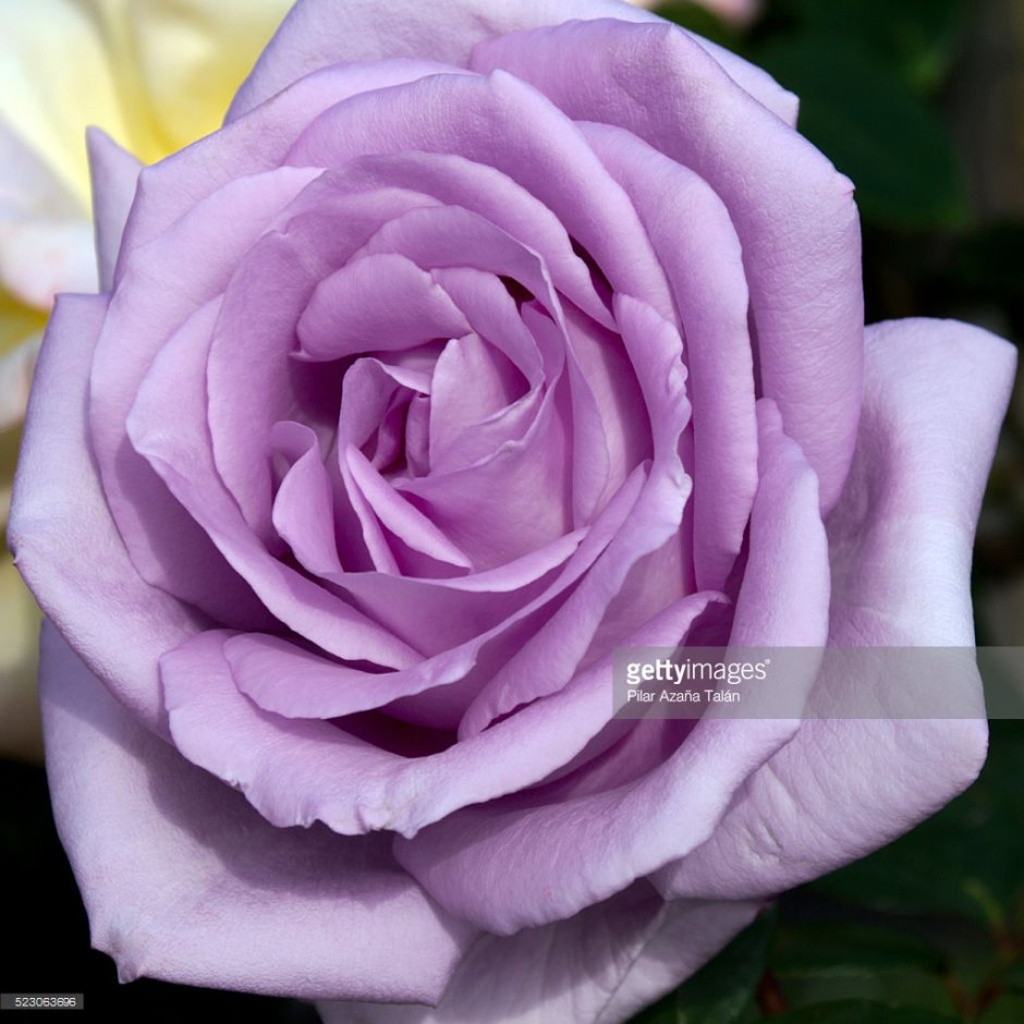 Роза Lilac Rose