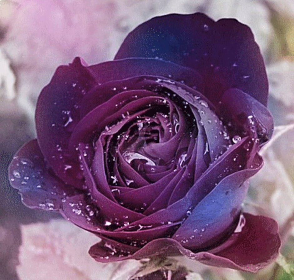 Фиолетовая роза на языке цветов