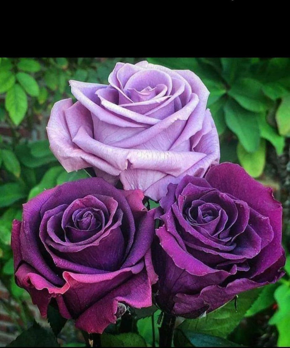 Роза Purple Moon