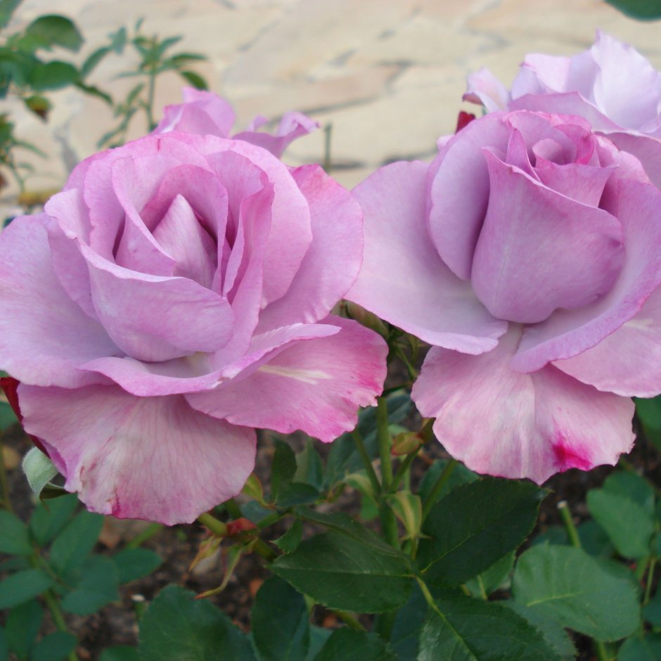 Роза Dioressence (Диорессанс)
