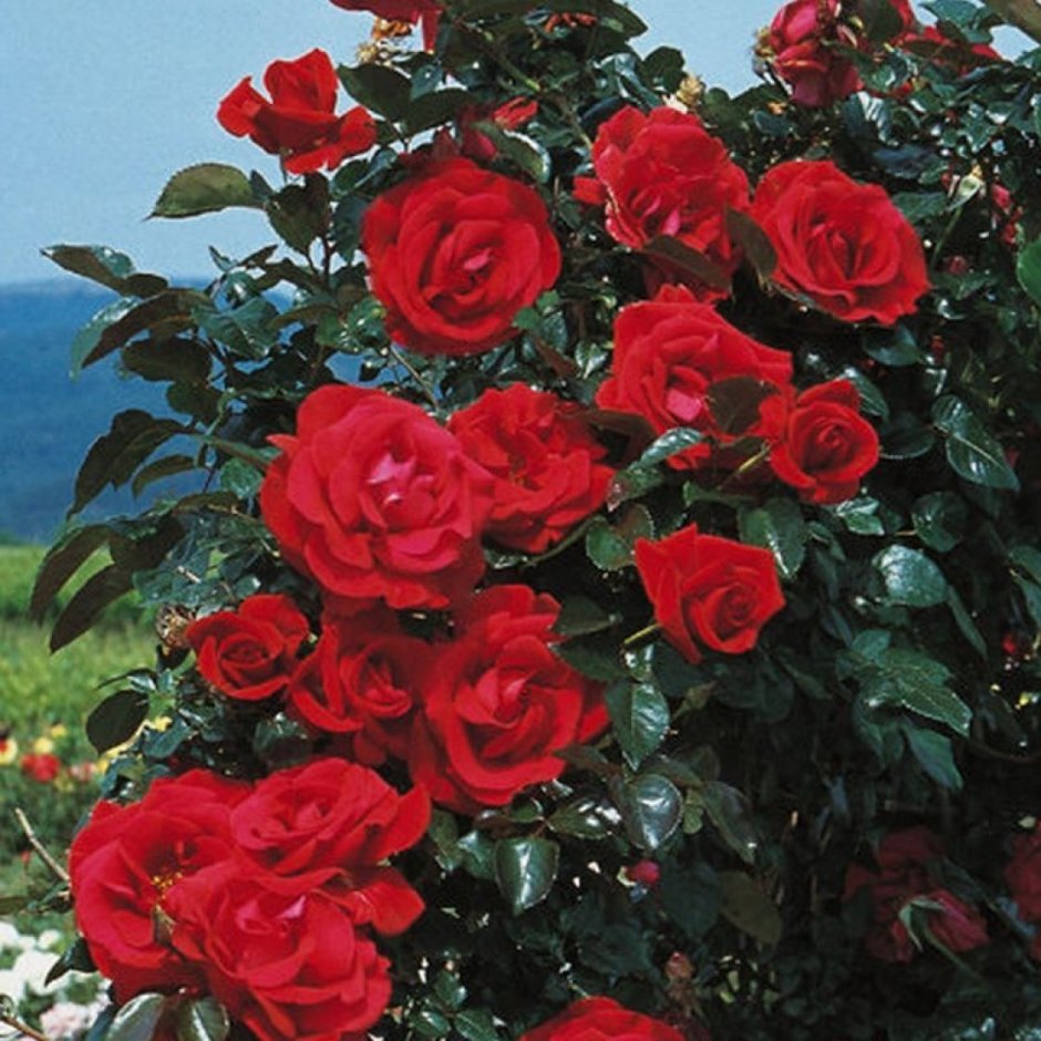 Red Flame роза плетистая