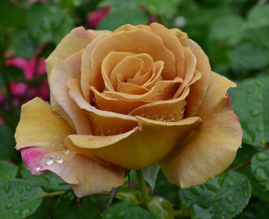 Роза карвиноре