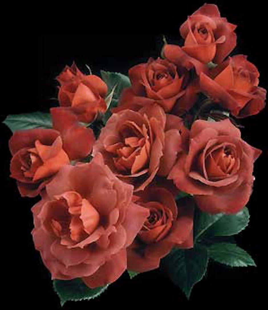 Фотообои коричневые розы