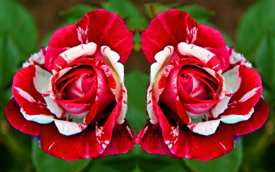 Сорт розы Хани Дижон
