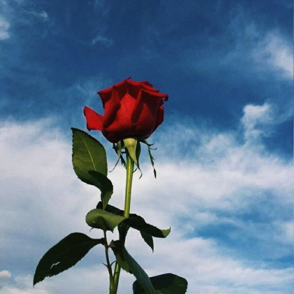 Розы на фоне неба