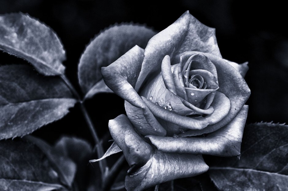 Роза черно белый вариант