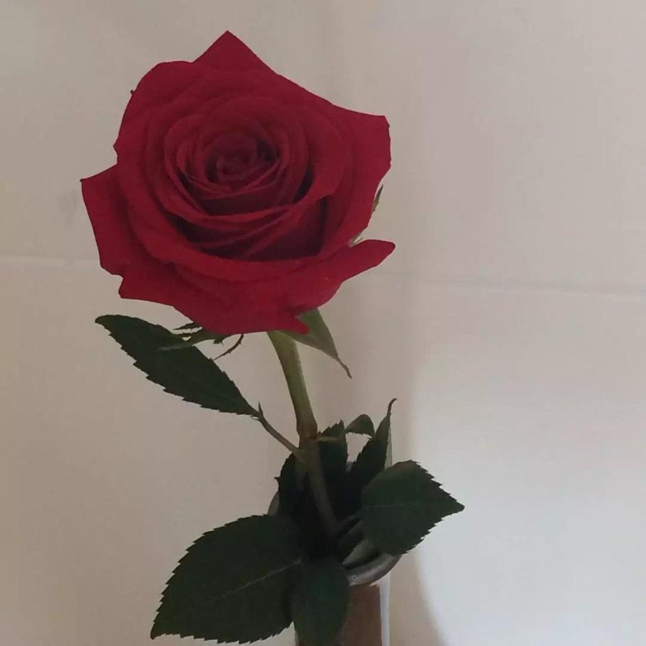 Розы Эстетика в красной подсветкой
