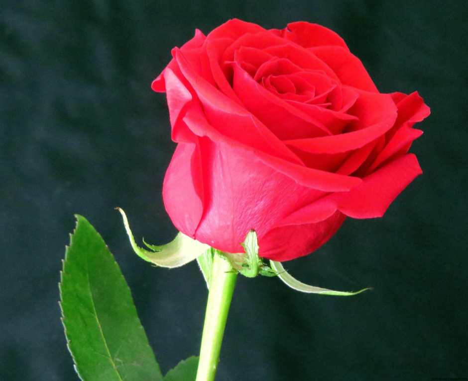 Одна красивая роза