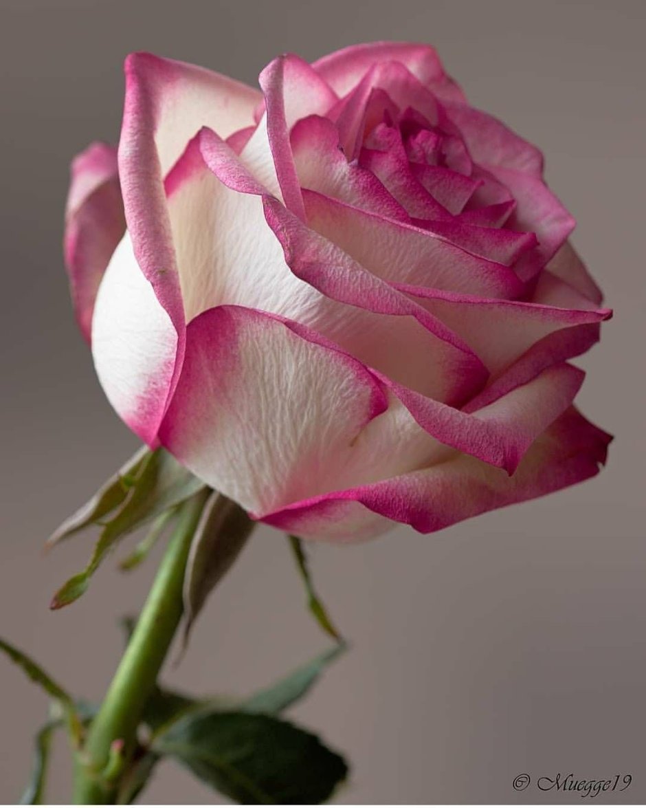 Роза кремовая с розовой каймой