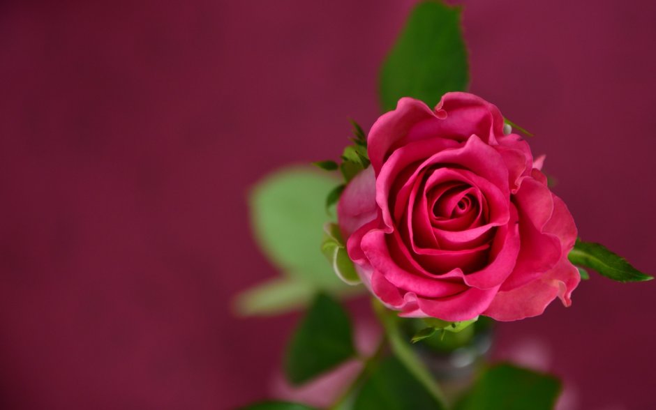 Розы фон для рабочего стола