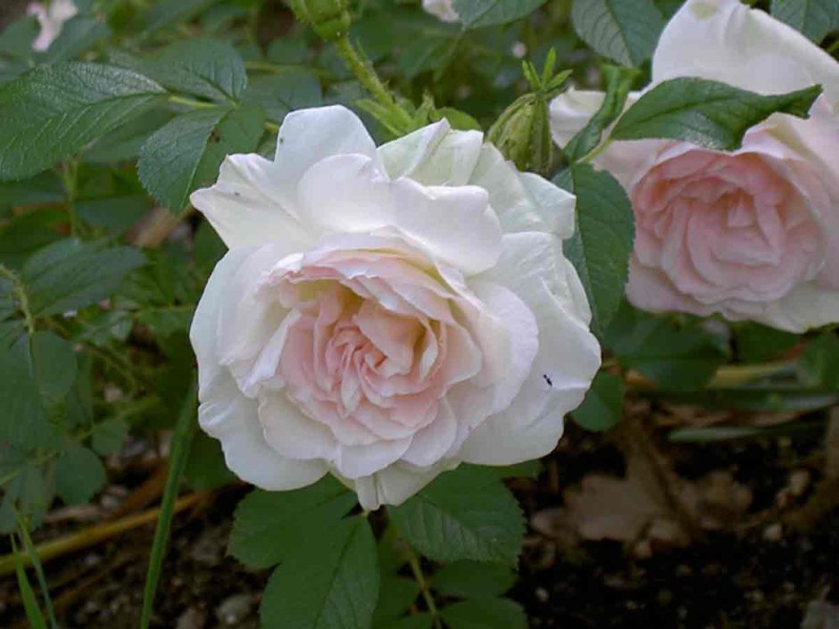 Роза Vltava