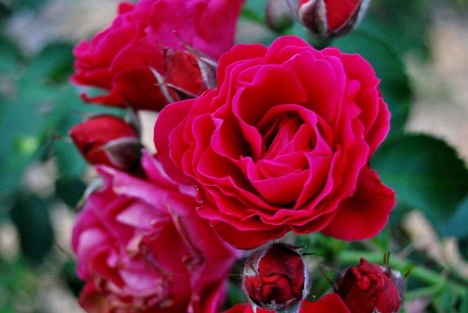 Парковая роза Эмили карр