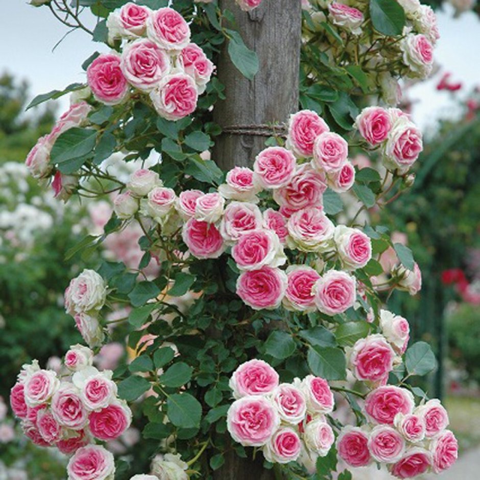 Плетистая роза Беккер