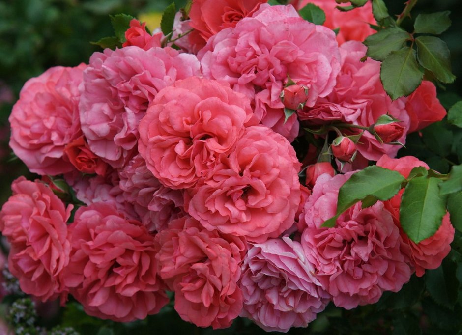Роза Giardina плетистая (Тантау)