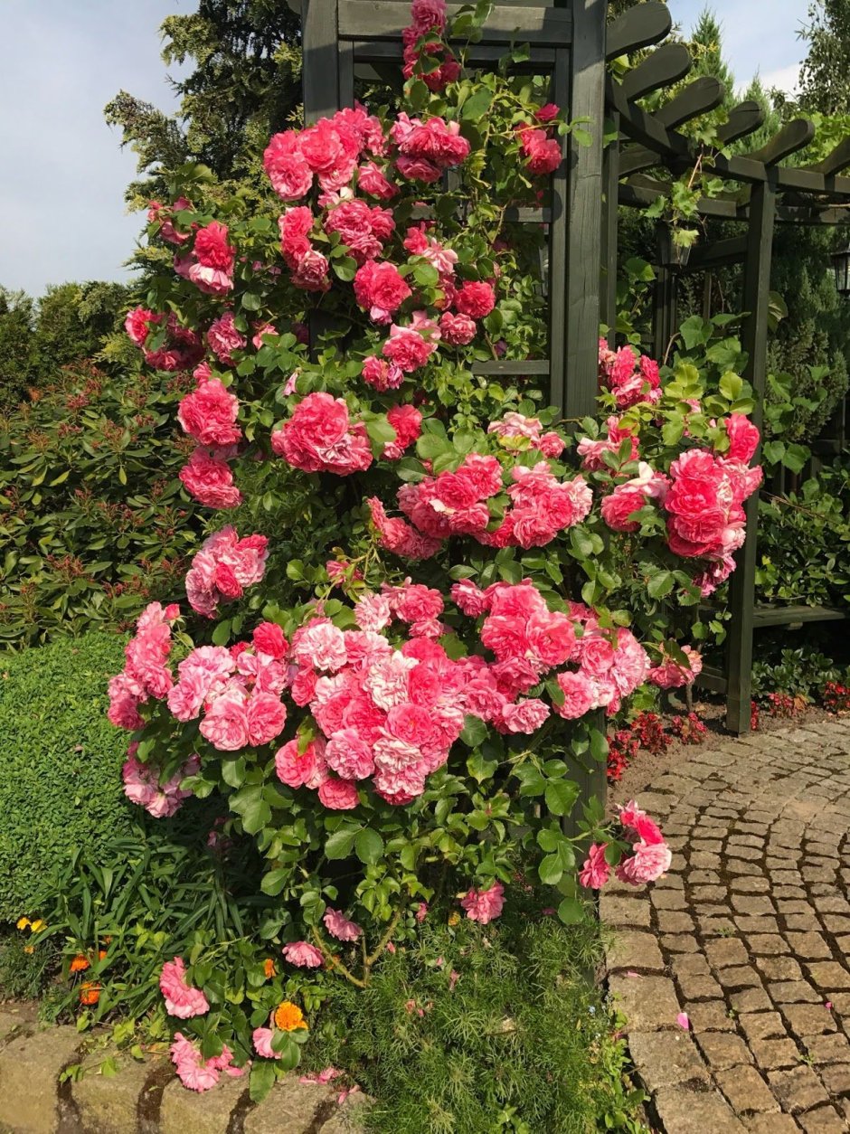 Вертикальное Озеленение плетистая роза