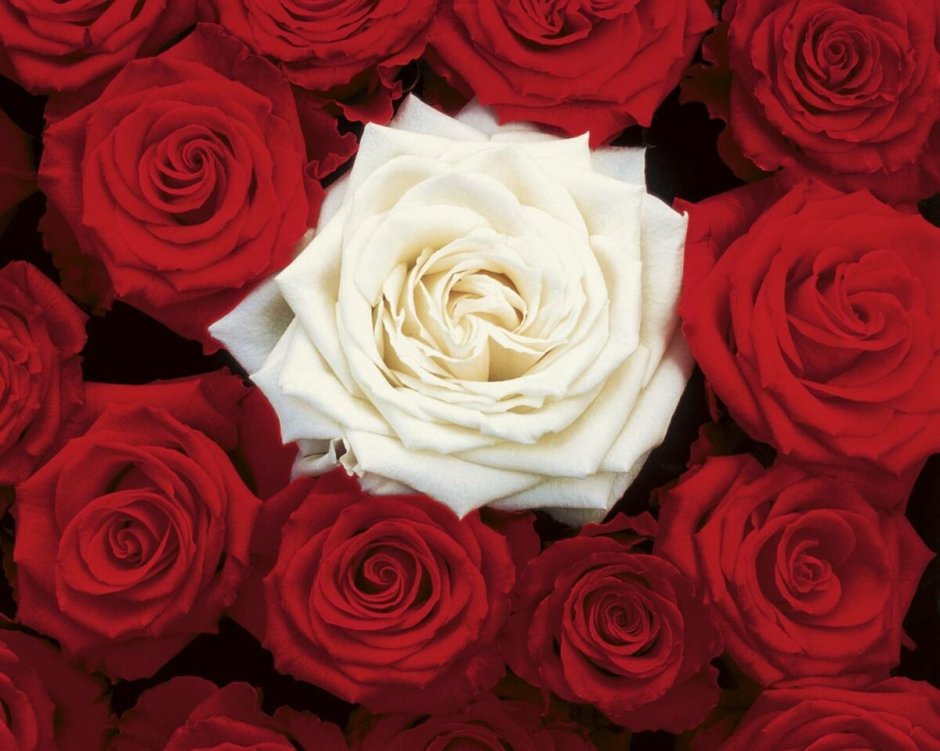 Белая роза среди красных