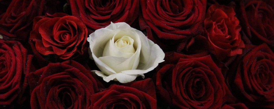 Красная роза среди белых роз
