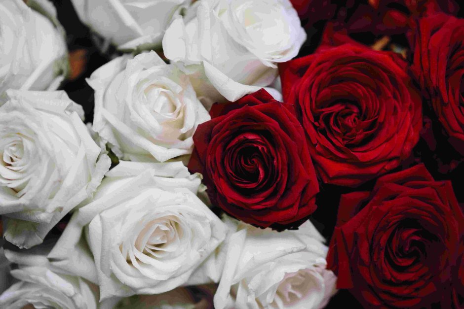 Розы красные и белые