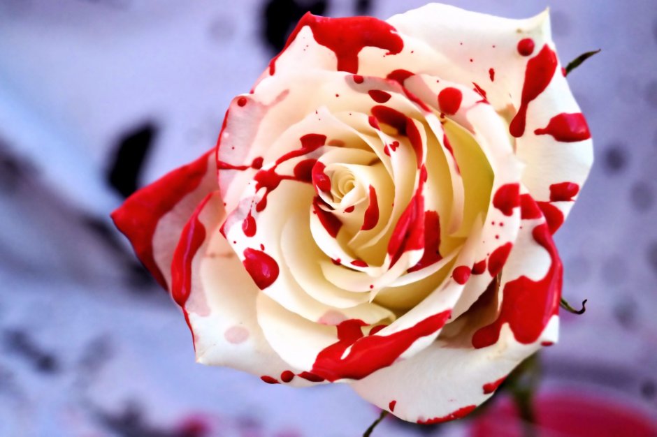 Красивые розы для любимой
