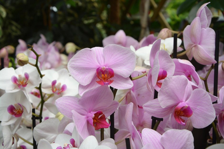 Орхидея фаленопсис Santa Rosa
