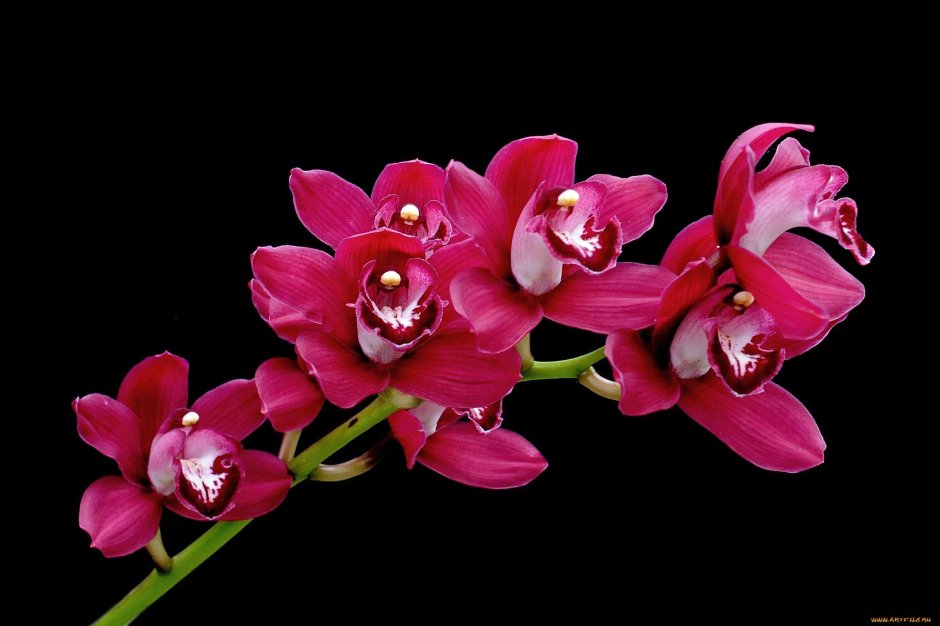 Виола Десидерио розовая Орхидея