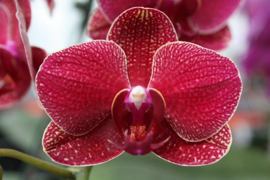 Орхидные орхидеи