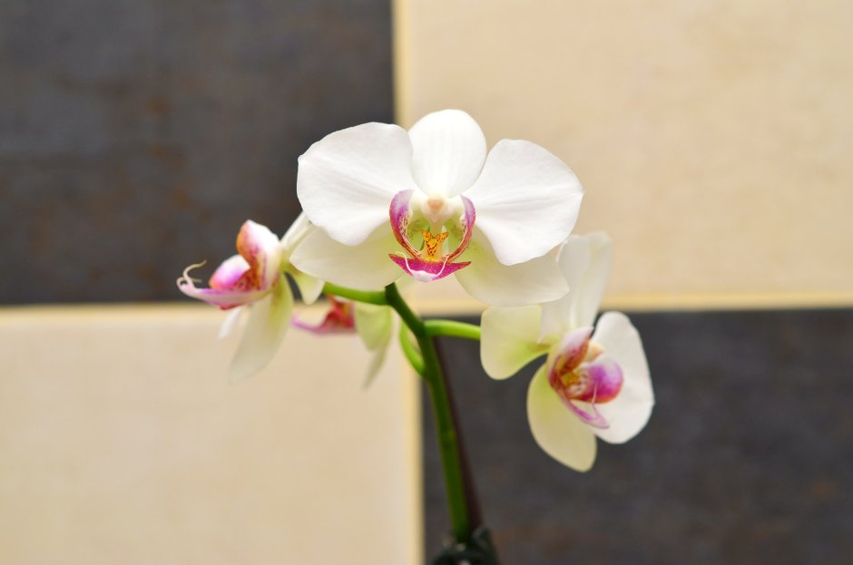 Орхидея Черничная мультифлора