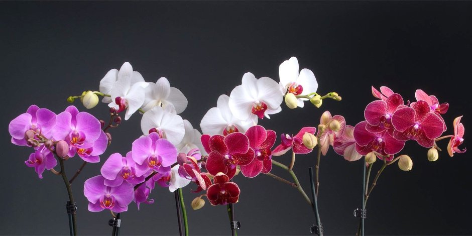 Орхидея Phalaenopsis legato