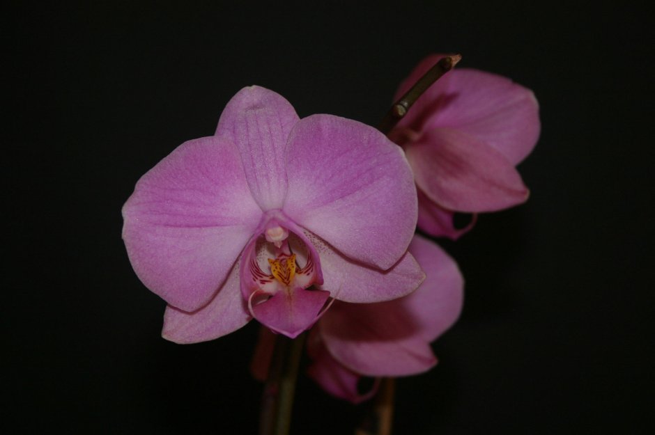 Фаленопсис Орхидея астрал