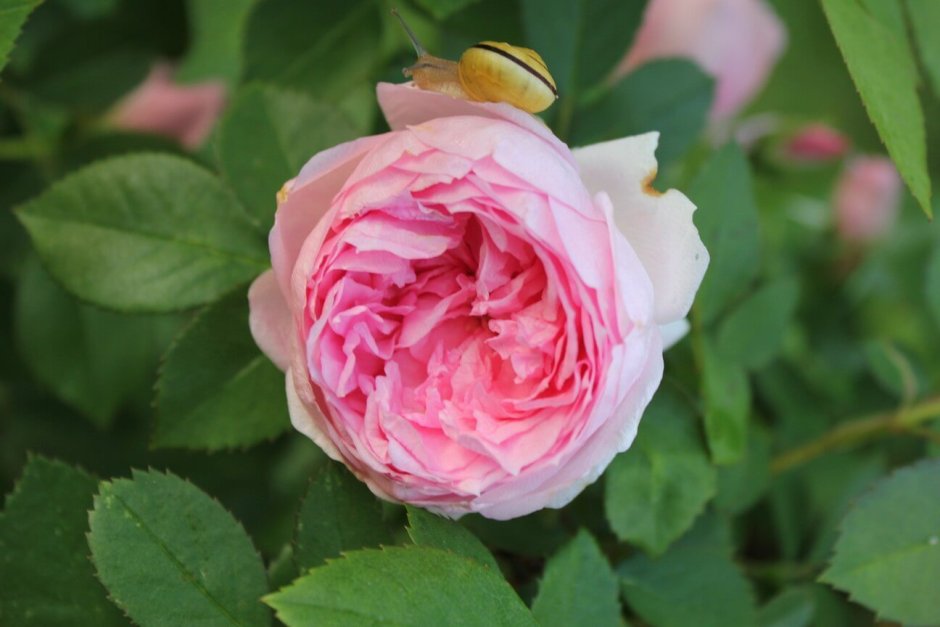 Роза Chateau Barbeyrolles