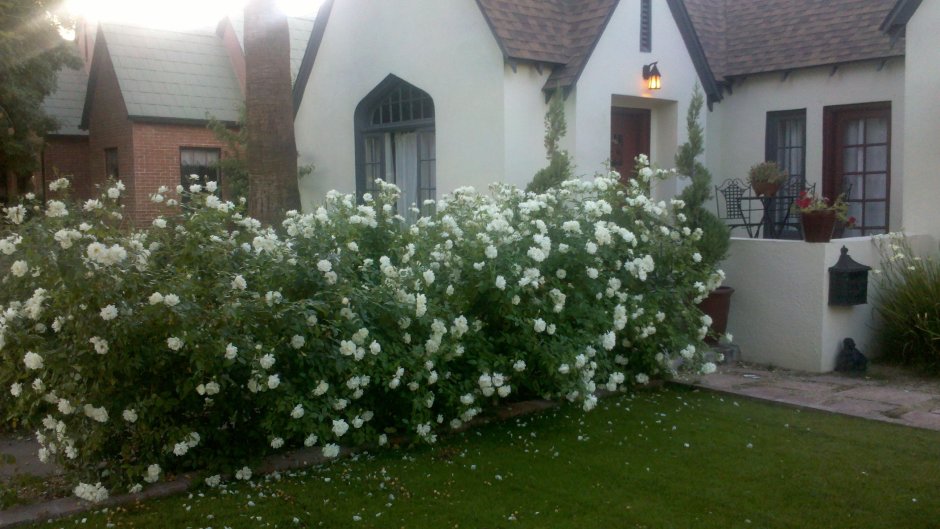 Роза ругоза «Blanc Double de Coubert»