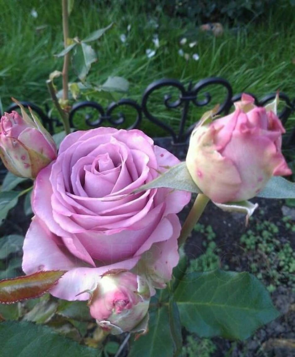 Роза la Fontaine aux Perles