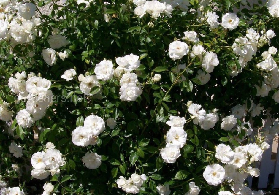 Сорта почвопокровных роз с Appleblossom