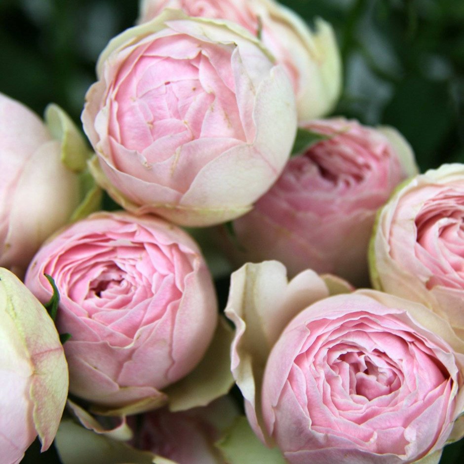 Пионовидная роза Mansfield Park