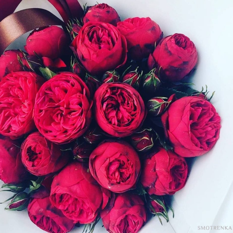 Пионовидные розы бордо