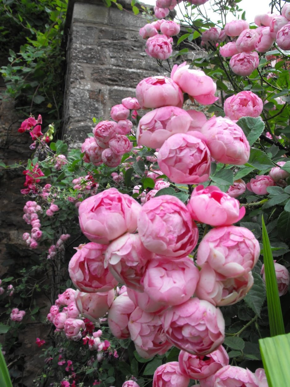 Пионовидная роза Раубриттер