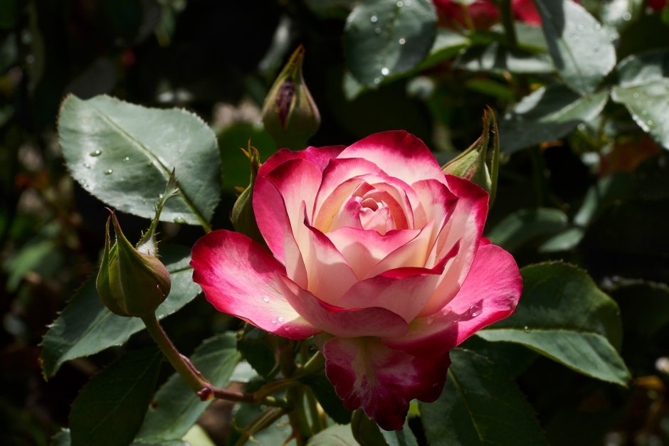 Роза чайно-гибридная аттракта