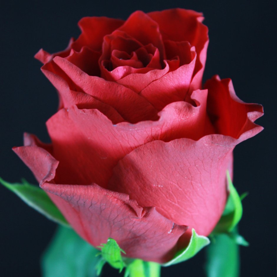 Розовая роза бокаловидная