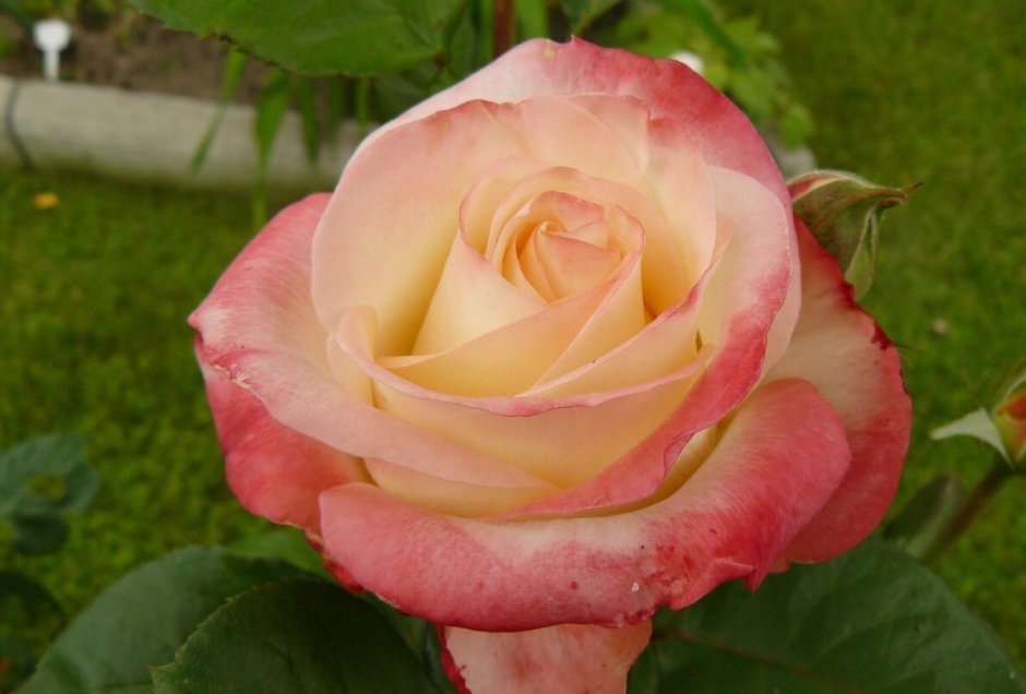 Розы бокаловидные сорта