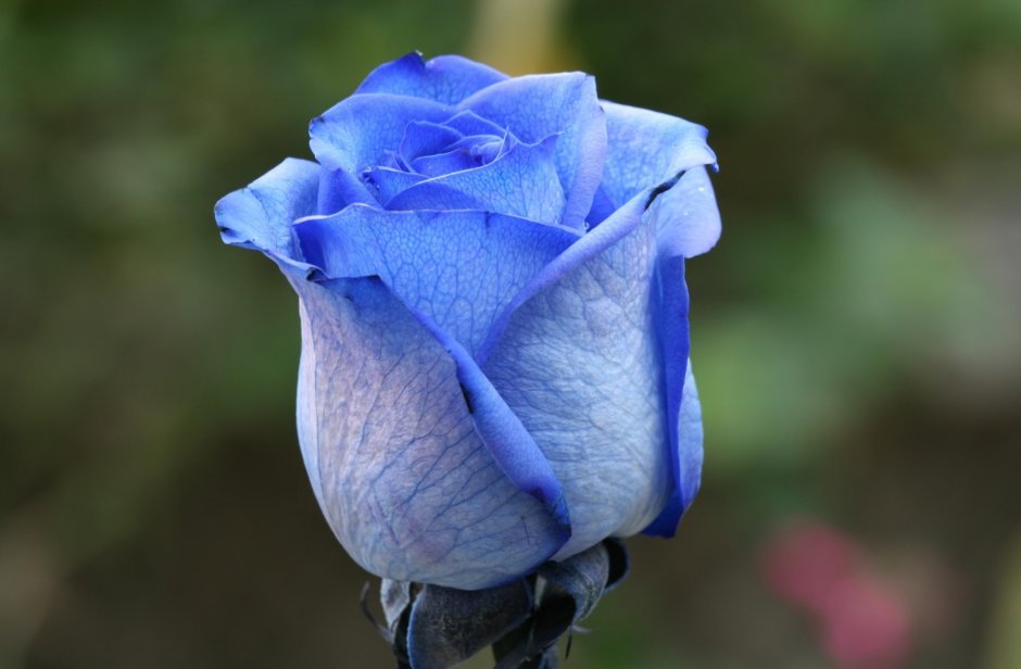 Голубая роза сорт Зесси